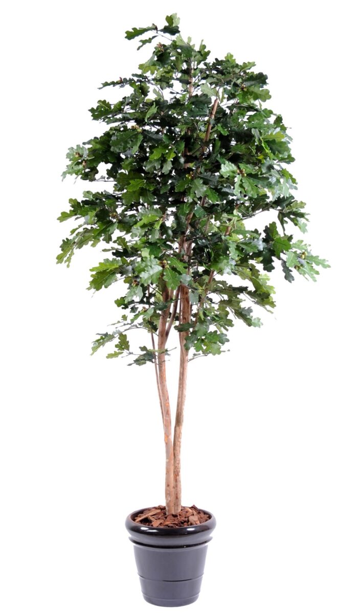 chene n tree scaled