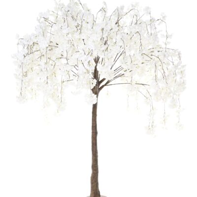 cherry blossom 200 scaled