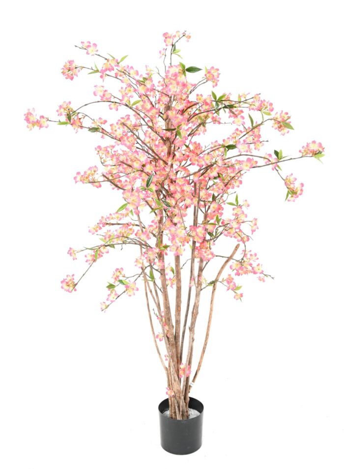 cherry blossom new 2 scaled