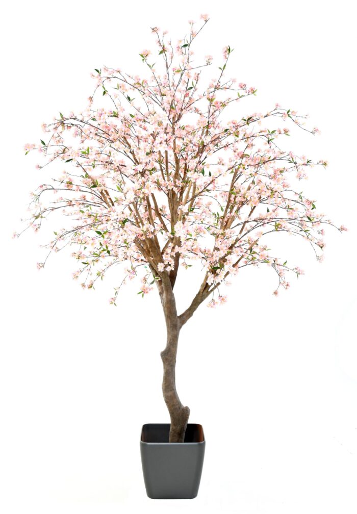 cherry blossom new large scaled