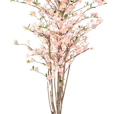 cherry blossom new scaled