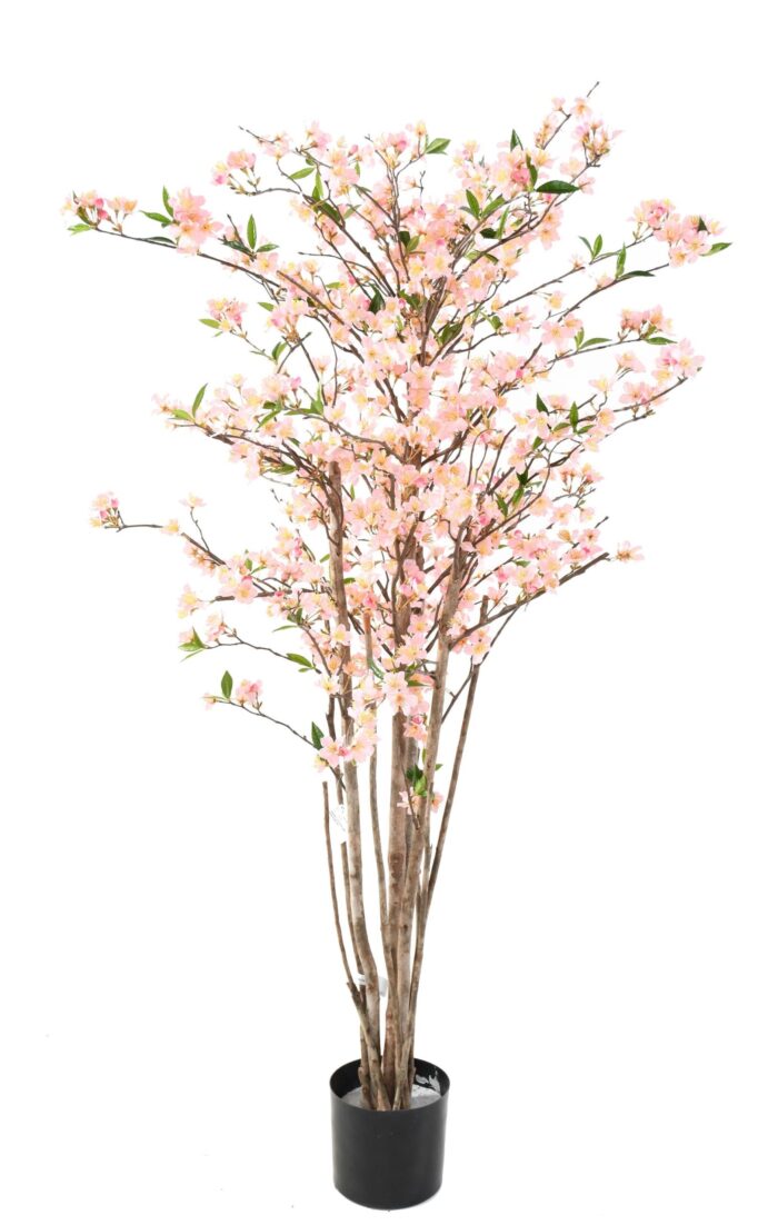 cherry blossom new scaled