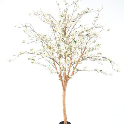 cherry blossom wide scaled