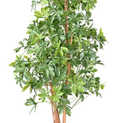 choisya tree plast uv 1 scaled