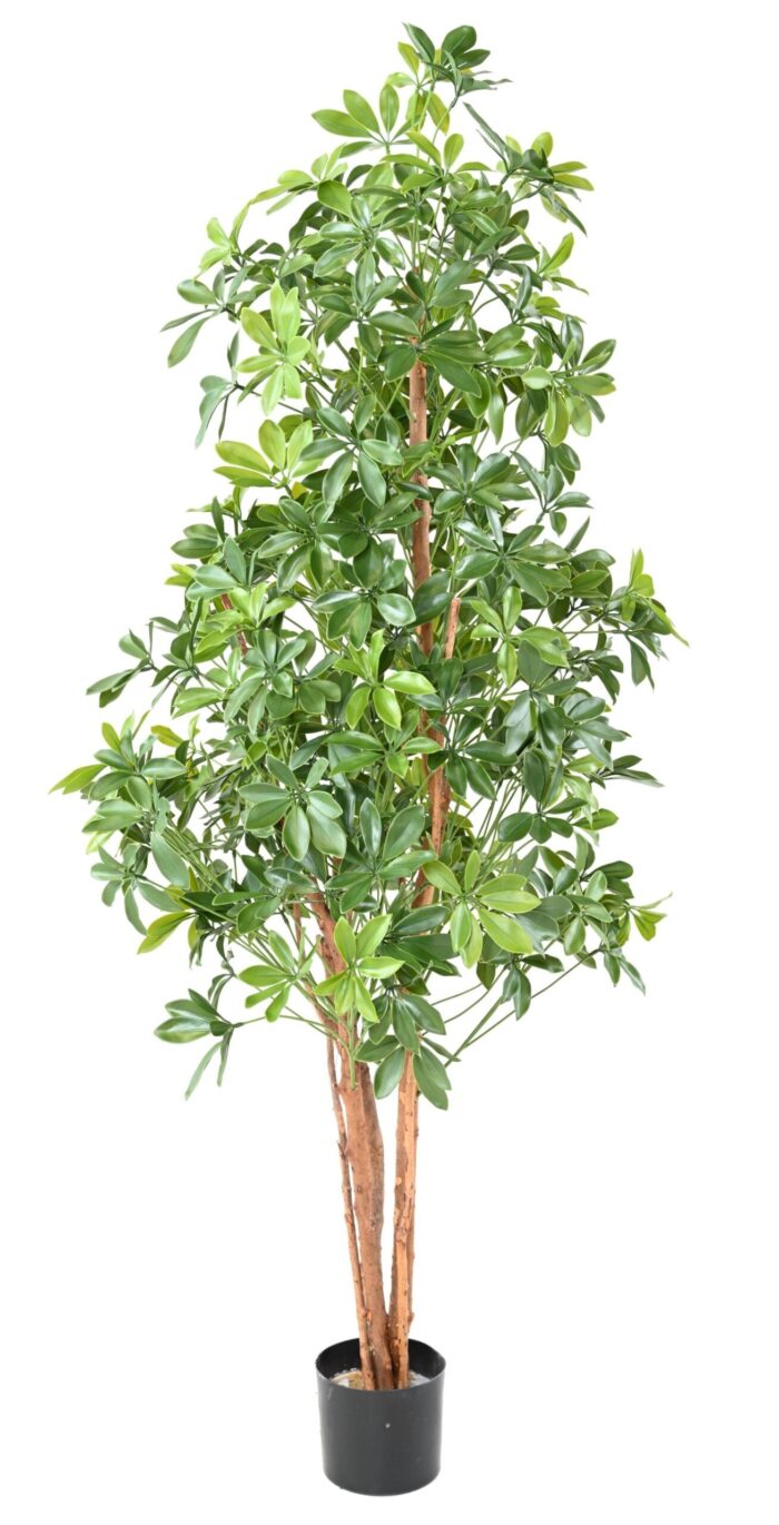 choisya tree plast uv 1 scaled