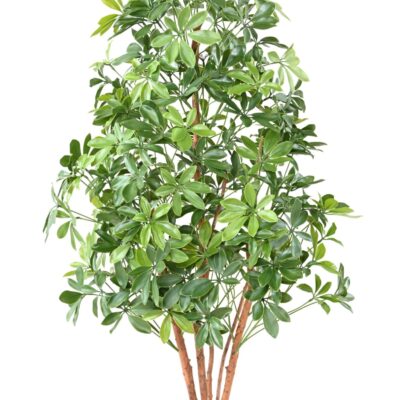 choisya tree plast uv scaled