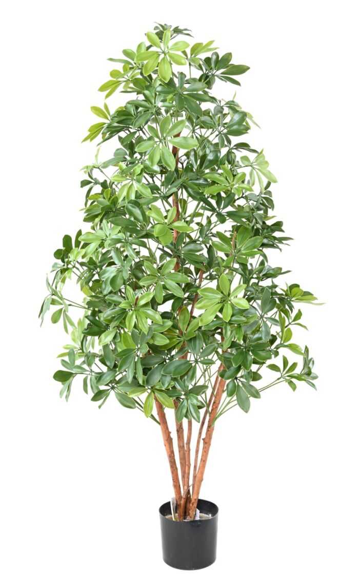 choisya tree plast uv scaled