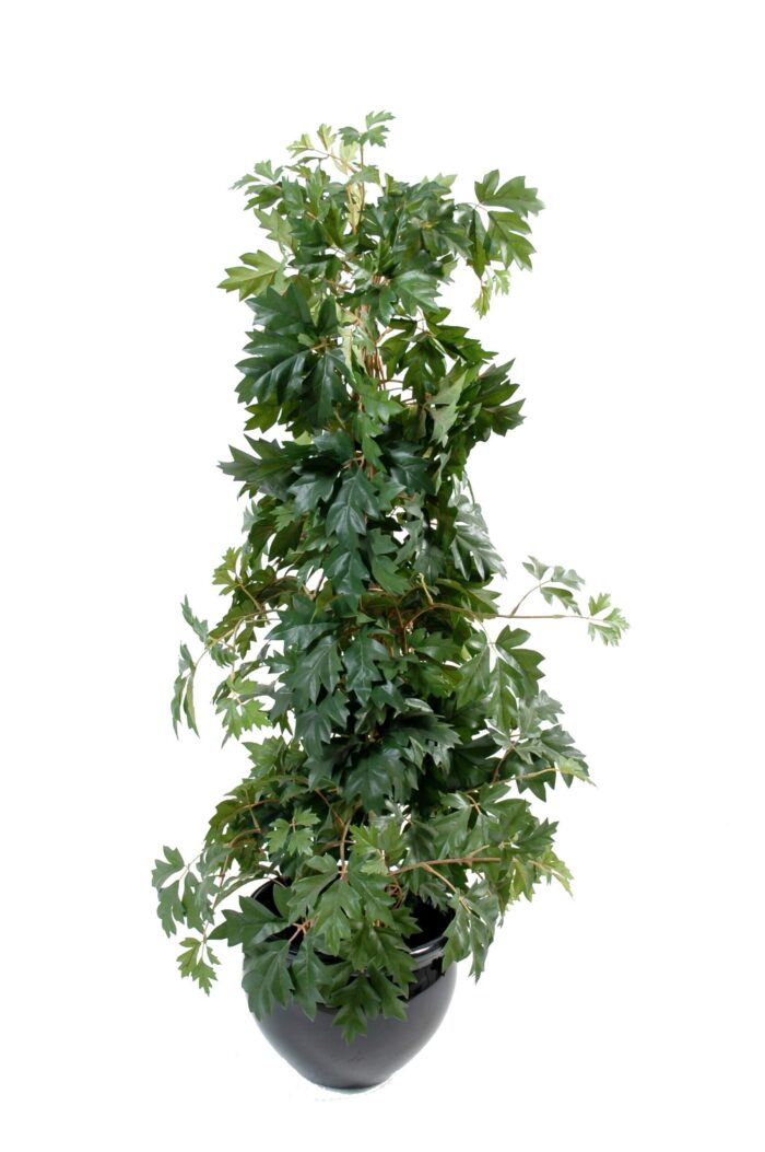 cissus scaled