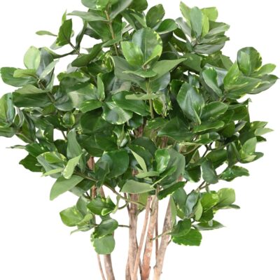 clusia buisson 95 scaled