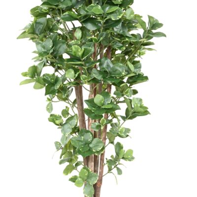 clusia variegata scaled