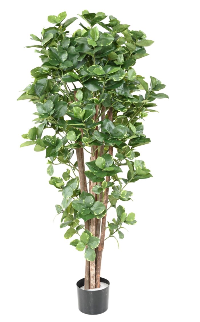 clusia variegata scaled
