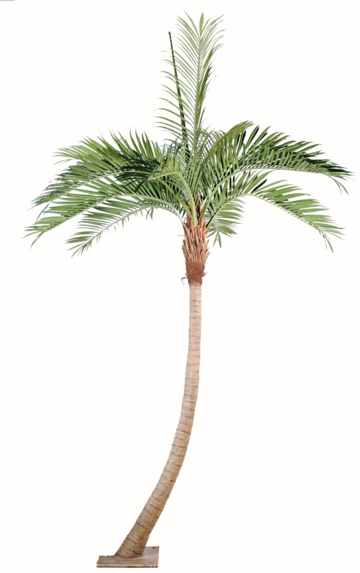 coconut curve new scaled