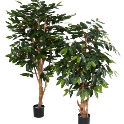 coffee tree flowers gnarled trunks 1 scaled