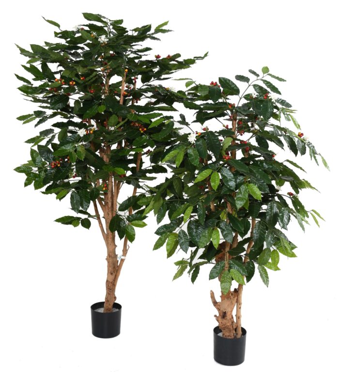 coffee tree flowers gnarled trunks 1 scaled
