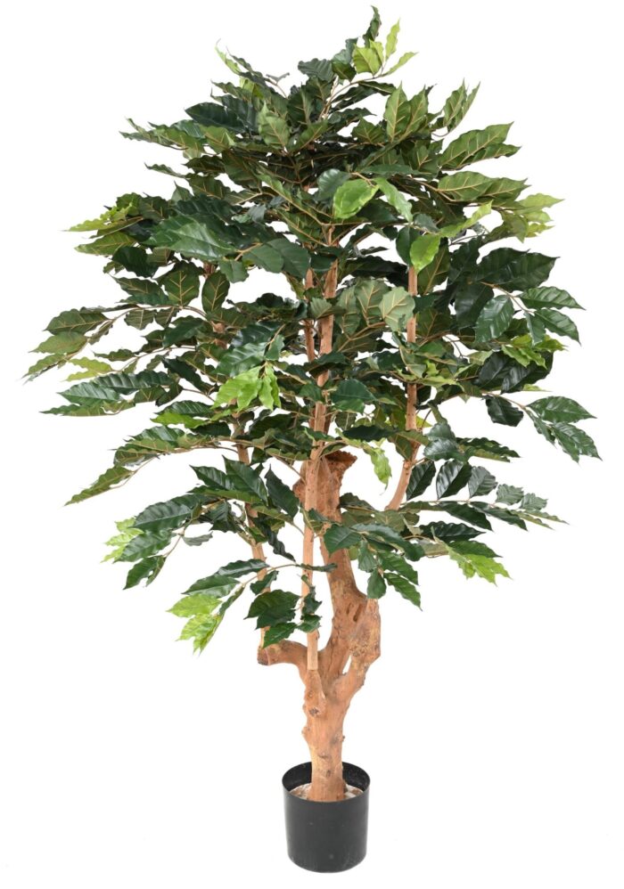 coffee tree scaled