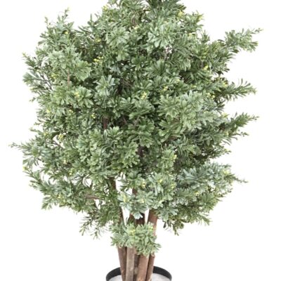 crossostephium uv scaled