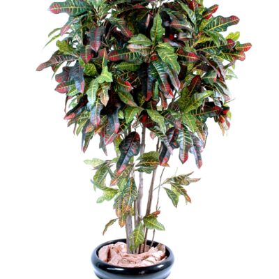 croton scaled
