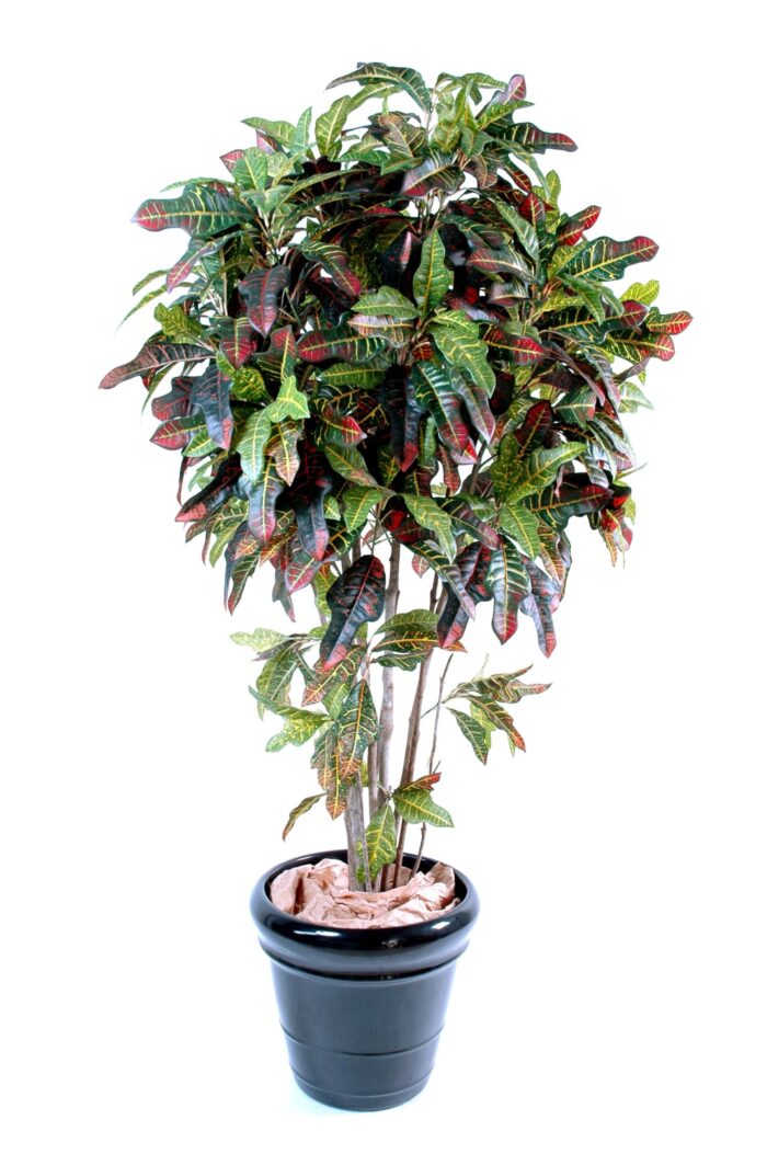 croton scaled