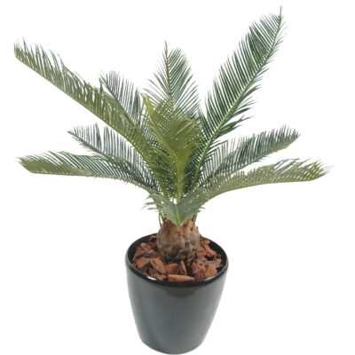 cycas baby