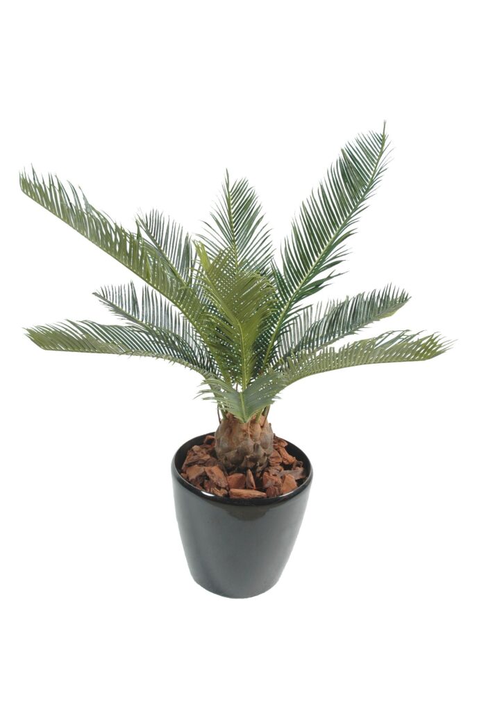 cycas baby