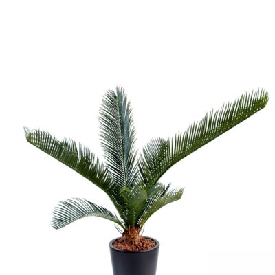 cycas baby10