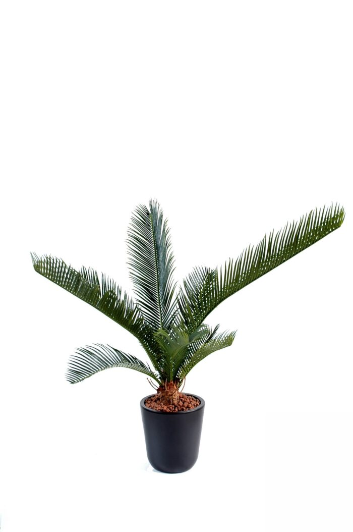 cycas baby10