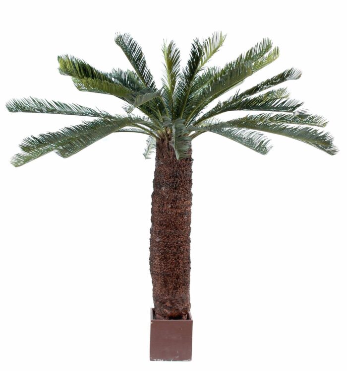 cycas giant