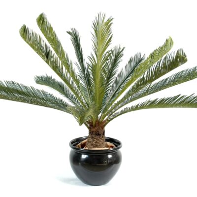 cycas giant15 scaled
