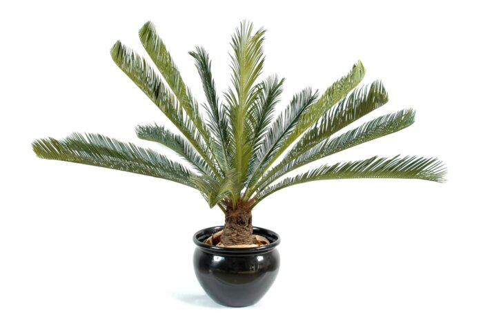 cycas giant15 scaled
