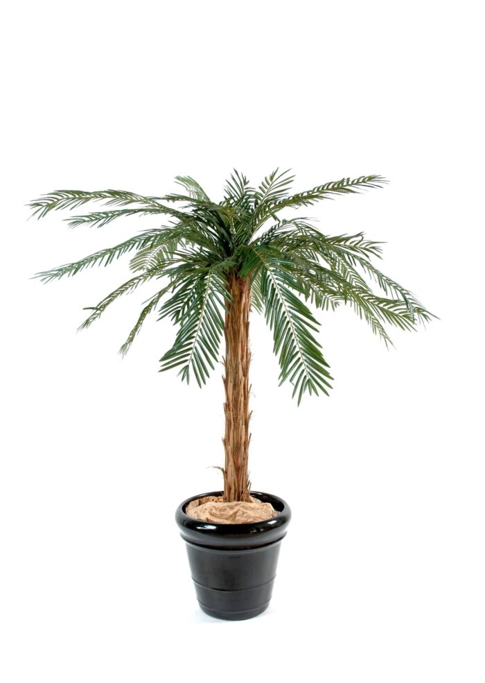 cycas palm 1 scaled