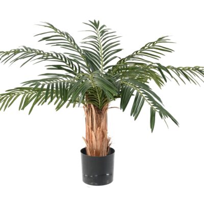 cycas palm 2 scaled
