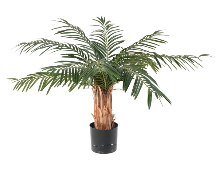 cycas palm 2 scaled