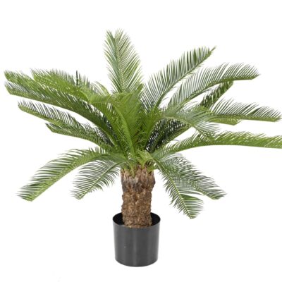 cycas trunk 1 scaled