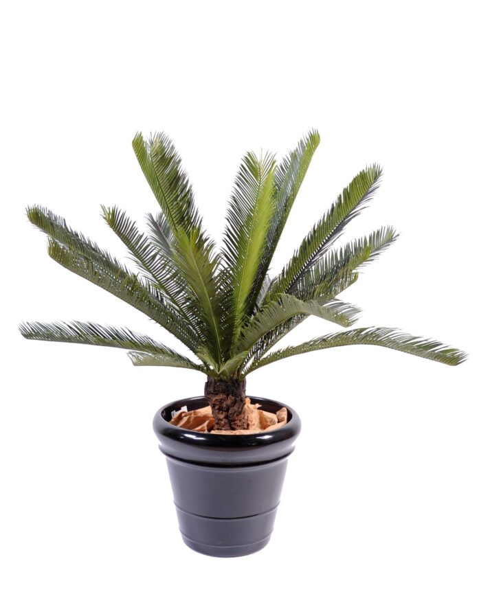 cycas trunk