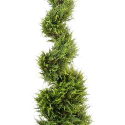 cypres juniperus fine spiral 1 scaled