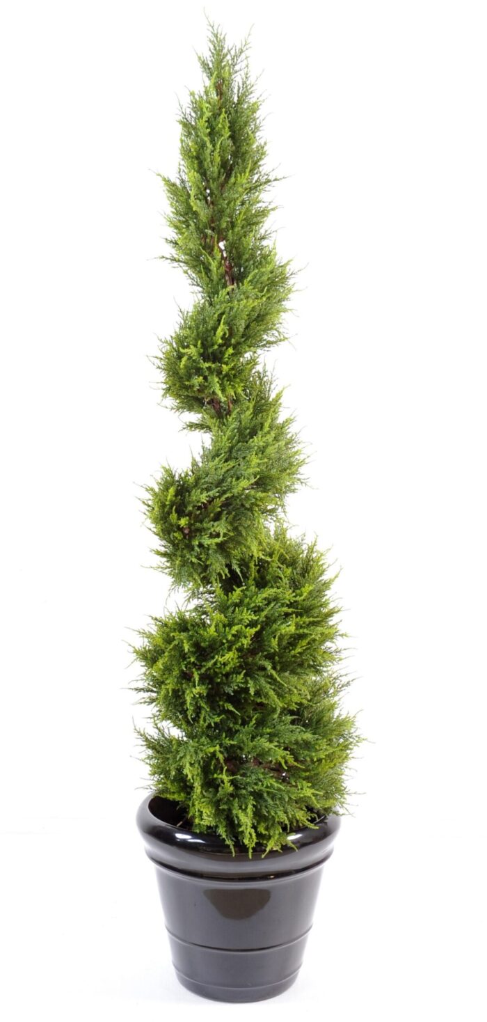 cypres juniperus fine spiral 1 scaled