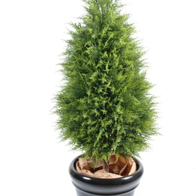 cypres juniperus vj