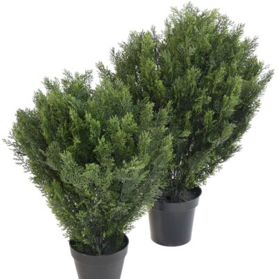 cypres round bush 1 scaled