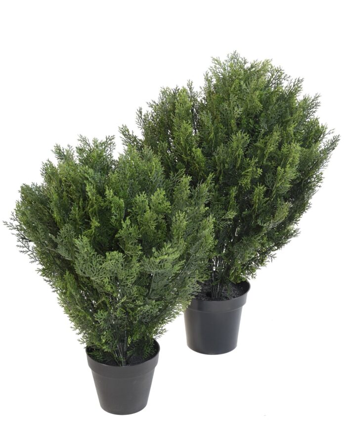 cypres round bush scaled