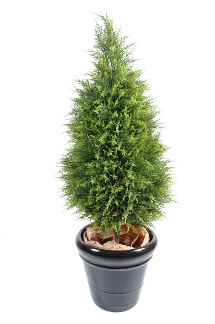 cypress juniperus vj 1