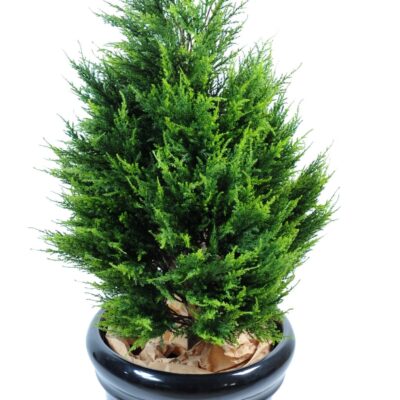 cypress juniperus vj 2 scaled