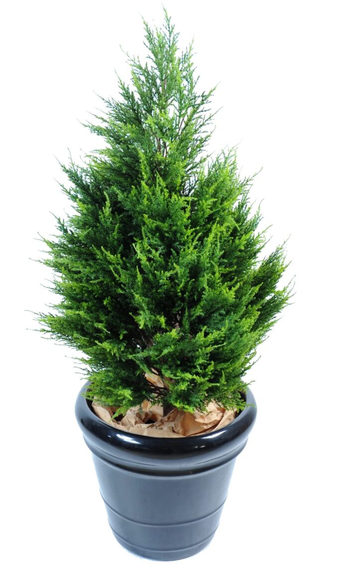 cypress juniperus vj 2 scaled