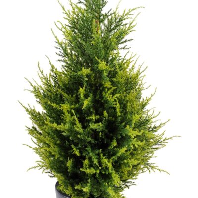 cypress juniperus vj scaled