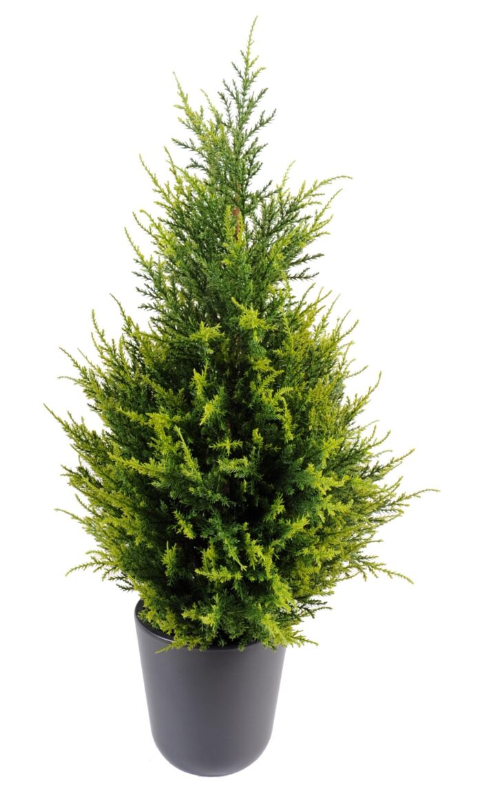 cypress juniperus vj scaled