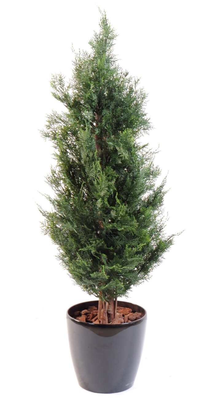 cypress lawson chamaecyparis uv resistant scaled