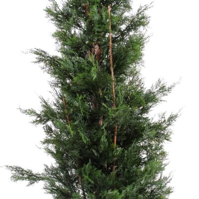 cypress lawson chamaecyparis uv resistant 1