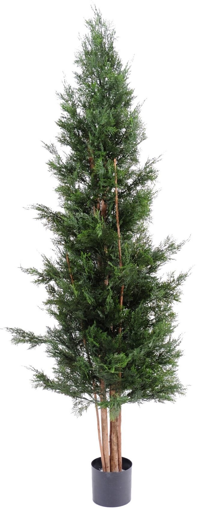 cypress lawson chamaecyparis uv resistant 1