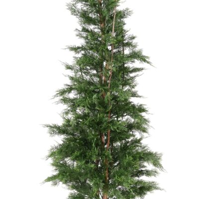 cypress lawson chamaecyparis uv resistant 2 scaled