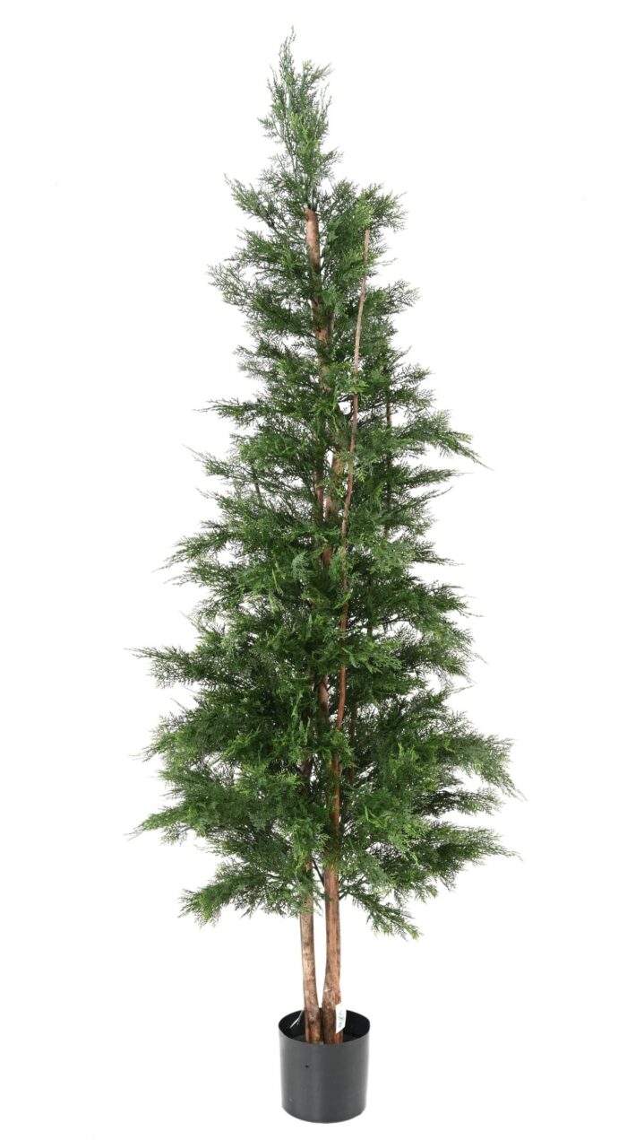 cypress lawson chamaecyparis uv resistant 2 scaled