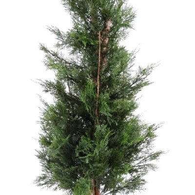 cypress lawson chamaecyparis uv resistant